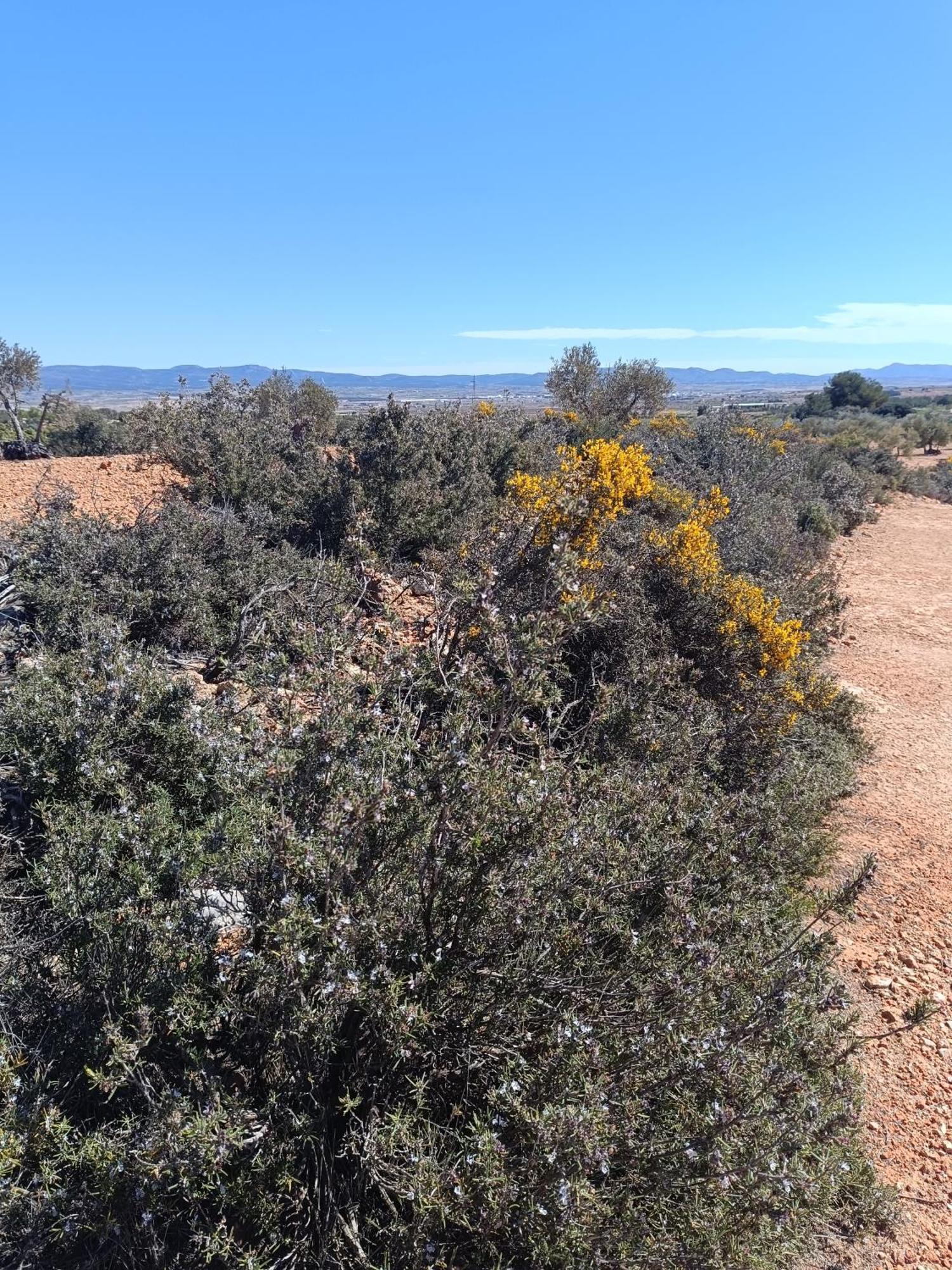 Casa Rural Alegria Caudete de las Fuentes Dış mekan fotoğraf